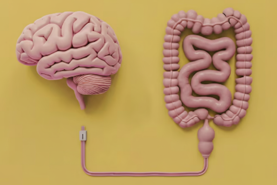 Eixo intestino-cérebro: guia rápido para o humor