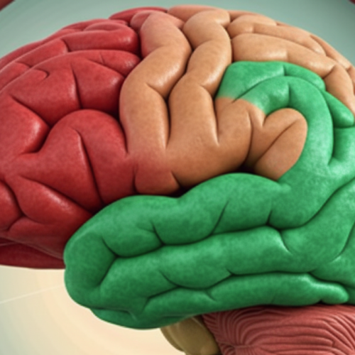 3PM: uma janela profunda para o cérebro vivo