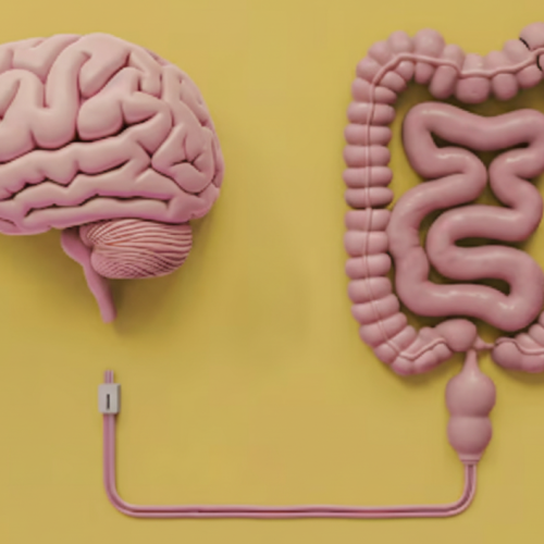 Eixo intestino-cérebro: guia rápido para o humor