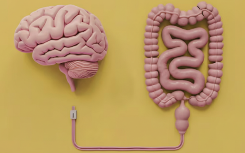 Eixo intestino-cérebro: guia rápido para o humor