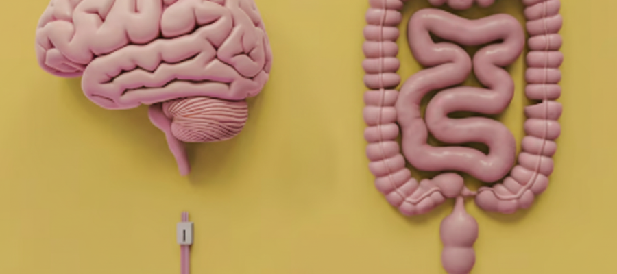 Eixo intestino-cérebro: guia rápido para o humor